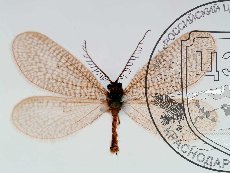 Дилар турецкий 001